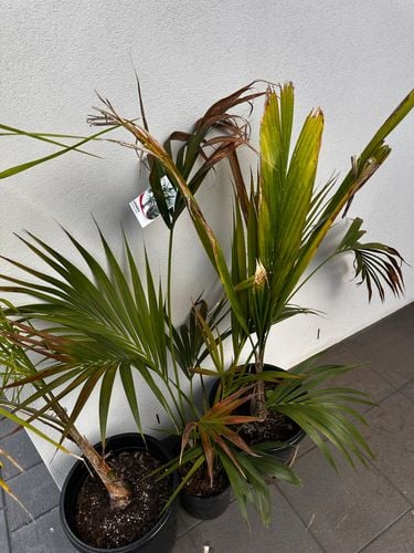 IMG_2274.jpeg IMG_2274.jpeg