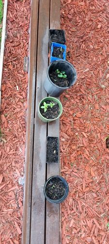 20250402_175028.jpg 20250402_175028.jpg