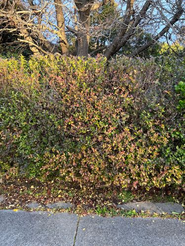 6C4DB46F-D83C-4F52-ADA2-DF921BB4320C.jpeg 6C4DB46F-D83C-4F52-ADA2-DF921BB4320C.jpeg