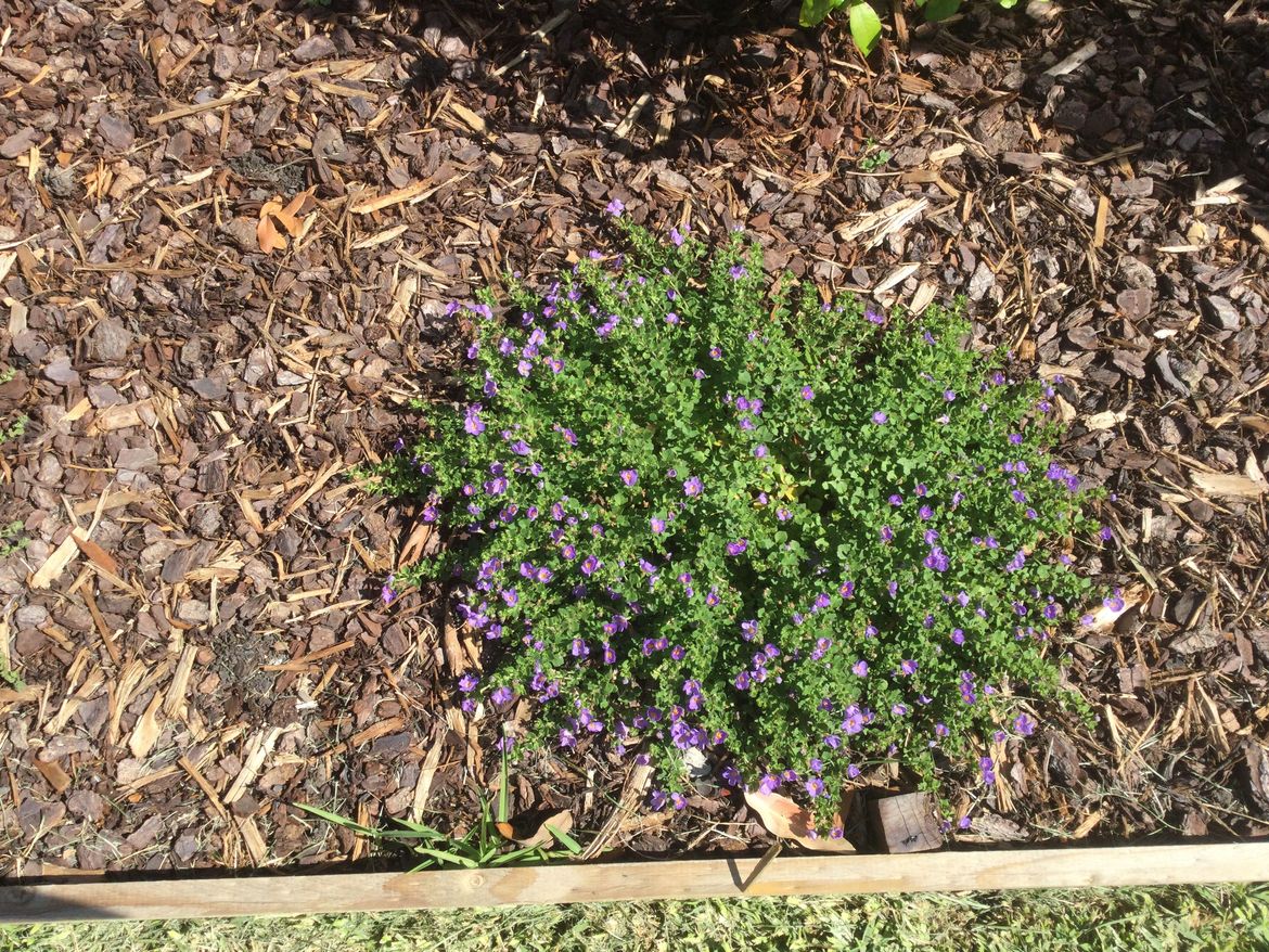 D6AA21B6-2F1A-4E02-B0E7-A87A2BEF6155.jpeg D6AA21B6-2F1A-4E02-B0E7-A87A2BEF6155.jpeg