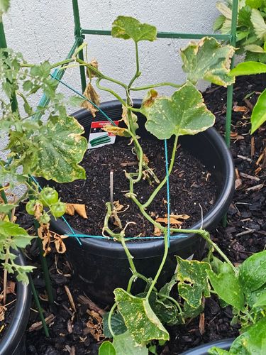 1000112044.jpg 1000112044.jpg