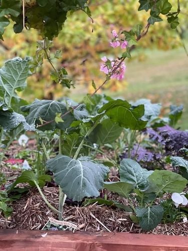 FED1E366-469F-4995-9529-B2232B4AD4B1.jpeg FED1E366-469F-4995-9529-B2232B4AD4B1.jpeg