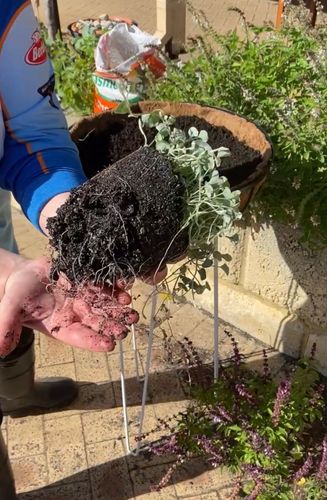 8D18B9F2-B3D5-4A62-9992-0D1D36408BA5.jpeg 8D18B9F2-B3D5-4A62-9992-0D1D36408BA5.jpeg