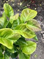 IMG_0227.jpg IMG_0227.jpg