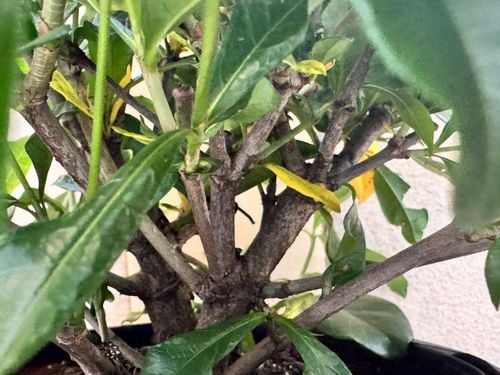 IMG_0909.jpeg IMG_0909.jpeg