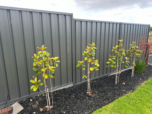 IMG_8564.jpeg IMG_8564.jpeg