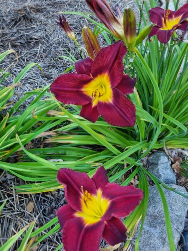 64b92c78-96f2-4e9b-b15a-9470e8be3a9e-1_all_1915.jpg 64b92c78-96f2-4e9b-b15a-9470e8be3a9e-1_all_1915.jpg