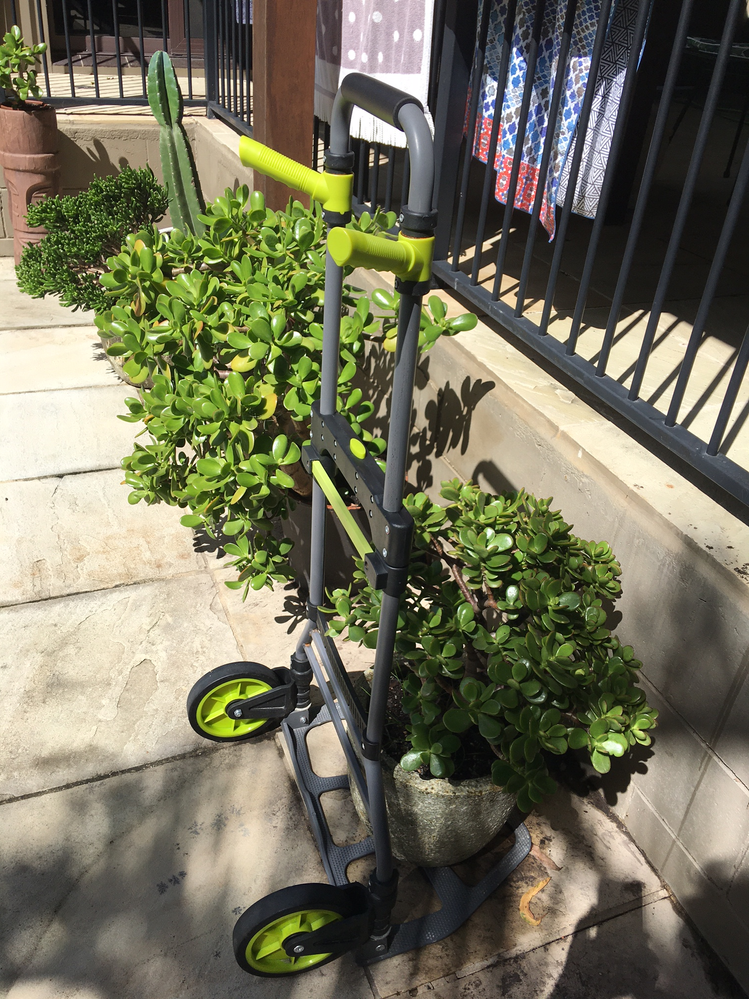 crassulataxipng.png crassulataxipng.png