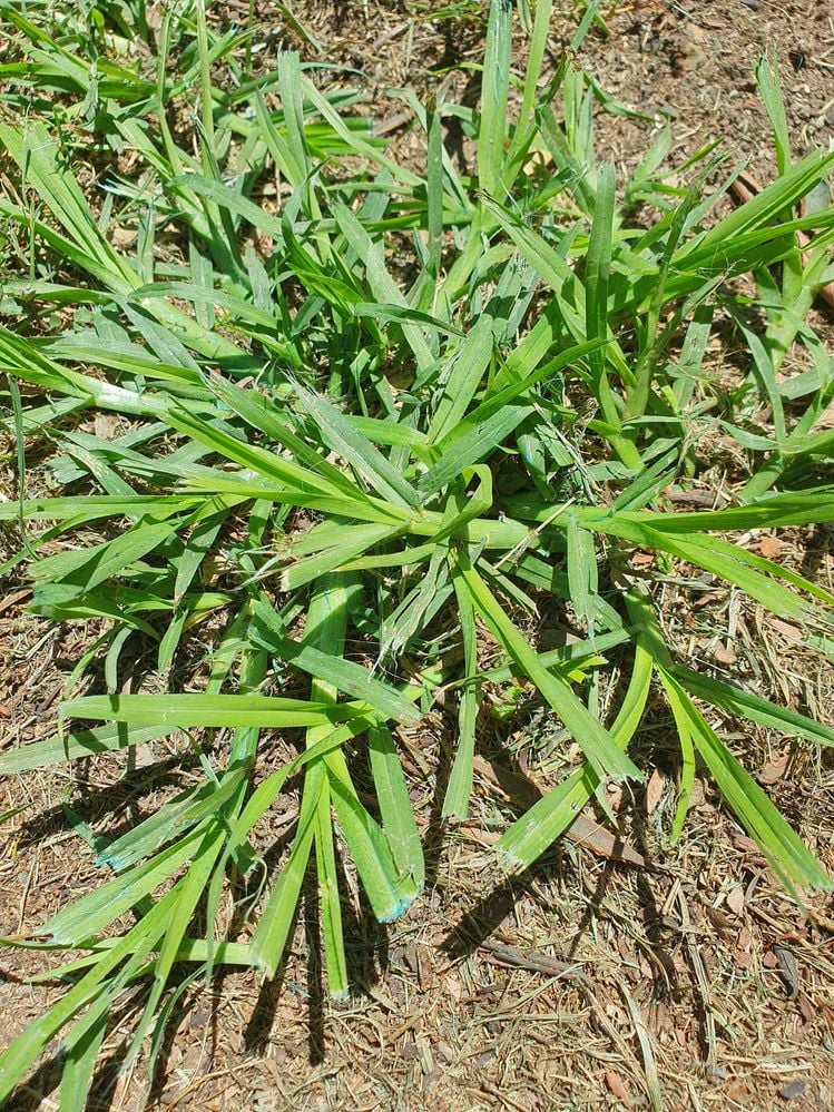 crabgrass.jpg crabgrass.jpg