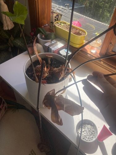 IMG_4484.jpeg IMG_4484.jpeg