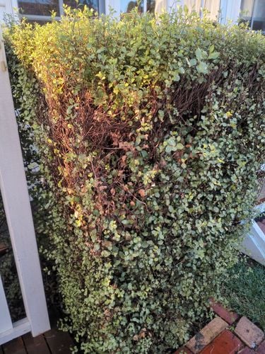 IMG_20250424_170535245.jpeg IMG_20250424_170535245.jpeg