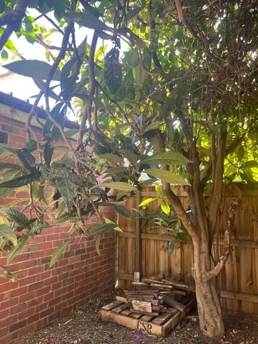 87ECA845-9D96-4910-94B6-6432626EA6B0.jpeg 87ECA845-9D96-4910-94B6-6432626EA6B0.jpeg