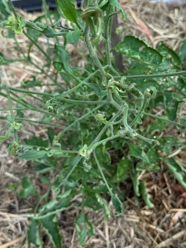 tomato_02.jpg tomato_02.jpg