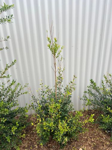 IMG_2147.jpeg IMG_2147.jpeg