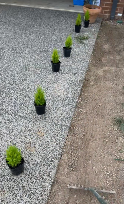 little_bushes.png little_bushes.png