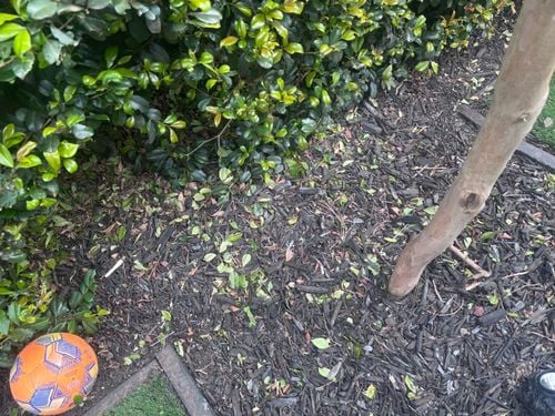 IMG_4135.jpeg IMG_4135.jpeg