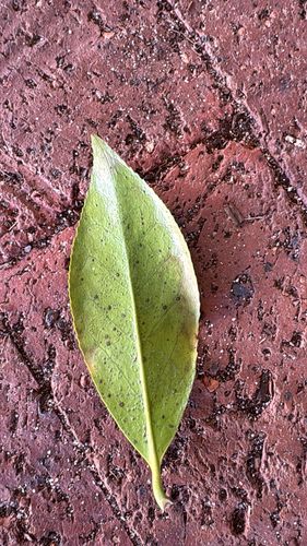 09CF7637-950F-4254-9288-FB7C8D4C9710.jpeg 09CF7637-950F-4254-9288-FB7C8D4C9710.jpeg