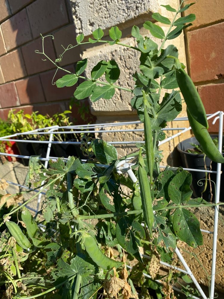 2F369EAD-7A75-4082-8DB9-50BC52CBB5B6.jpeg 2F369EAD-7A75-4082-8DB9-50BC52CBB5B6.jpeg