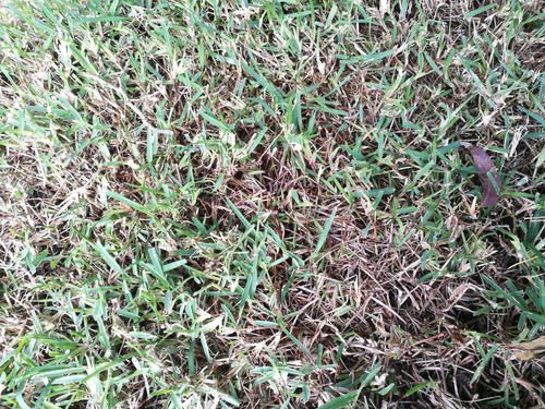 grass 3.jpg grass 3.jpg