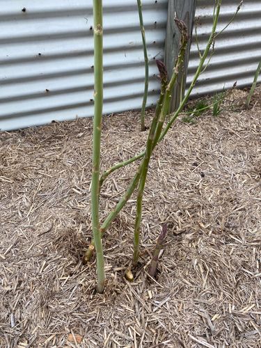 IMG_3461.jpeg IMG_3461.jpeg