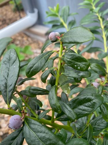 IMG_1675.jpeg IMG_1675.jpeg