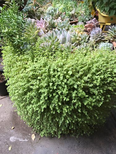 178D84A0-BAF2-4764-BCAA-227E36C64FBE.jpeg 178D84A0-BAF2-4764-BCAA-227E36C64FBE.jpeg