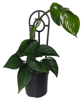 Pothos.png Pothos.png