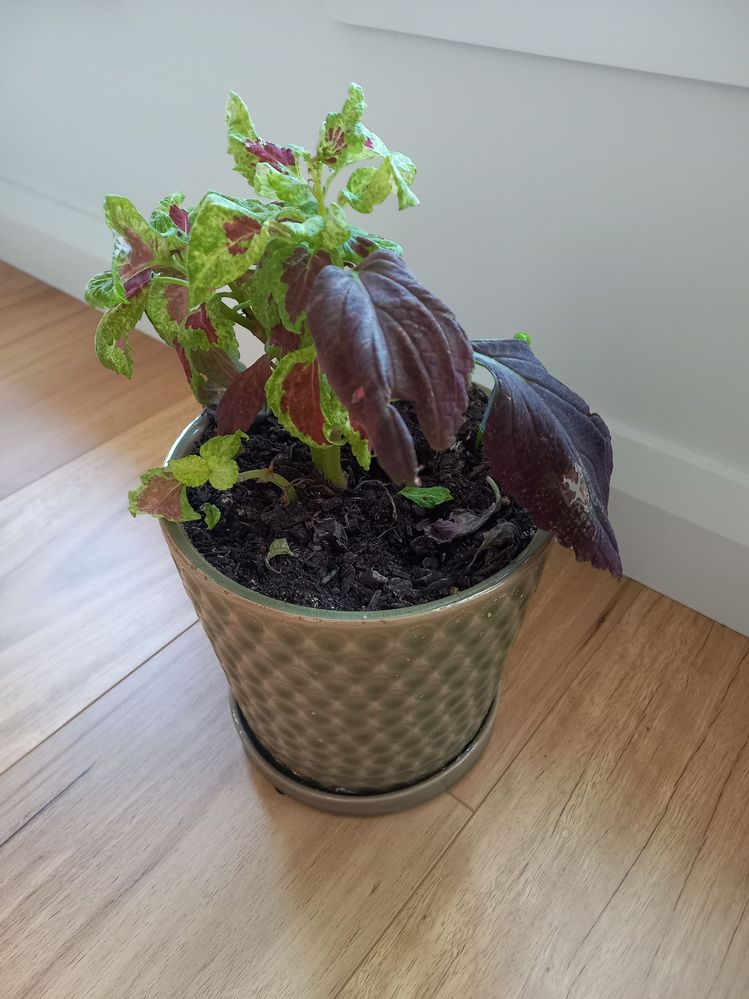 Coleus 1.jpg Coleus 1.jpg