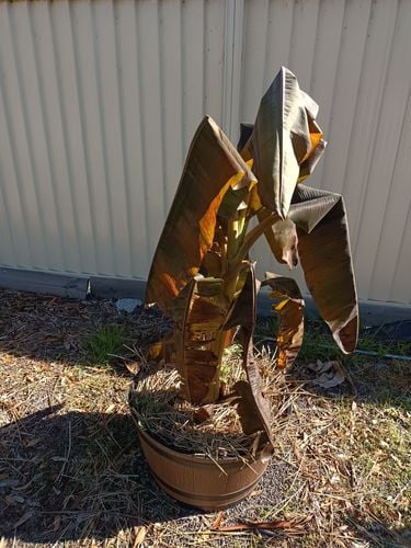 IMG_20240527_124457217.jpg IMG_20240527_124457217.jpg