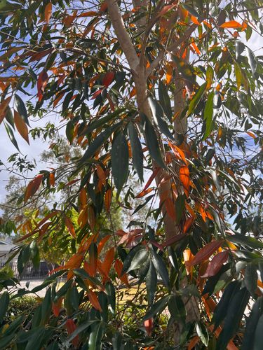 CF2A2C61-9101-4C2E-83CC-D0A471DF744F.jpeg CF2A2C61-9101-4C2E-83CC-D0A471DF744F.jpeg