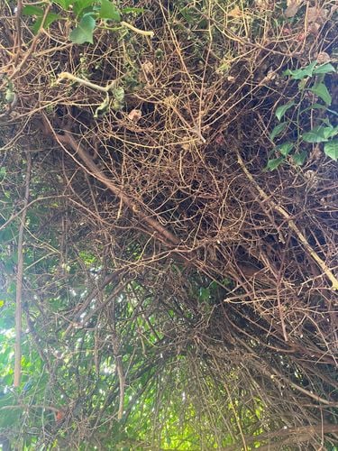 C8F002F1-B0B5-4E54-B577-3E90EEF135B9.jpeg C8F002F1-B0B5-4E54-B577-3E90EEF135B9.jpeg