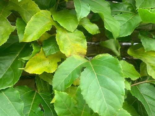 IMG_9891.jpeg IMG_9891.jpeg