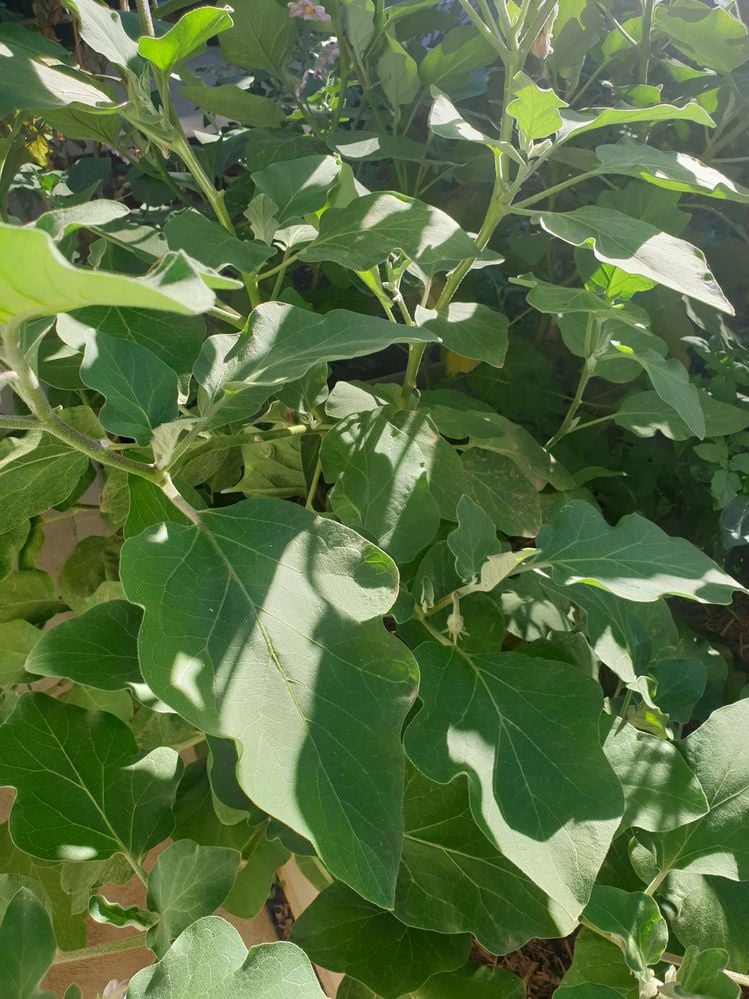 20240329_095035.jpg 20240329_095035.jpg