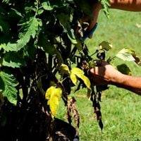 7.3. Prune your plants regularly.jpeg 7.3. Prune your plants regularly.jpeg