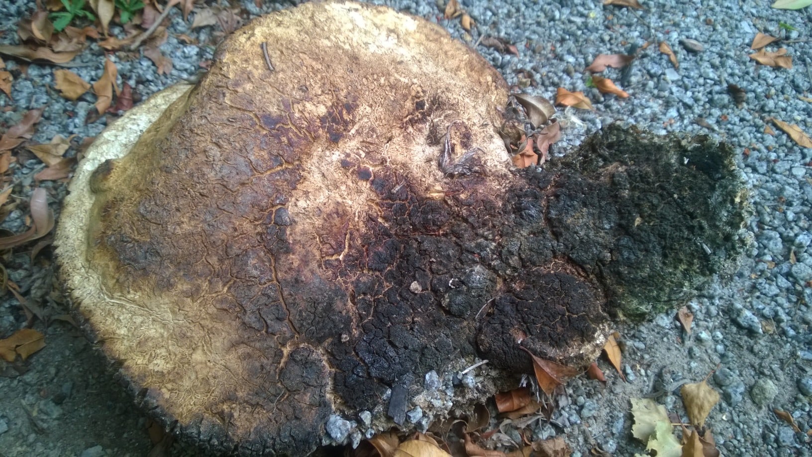 Root_001.jpg Root_001.jpg