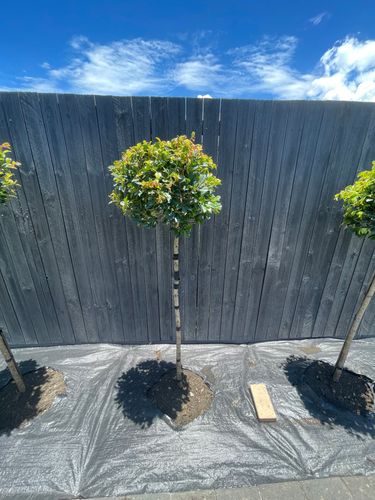 3D8433DA-D7B6-4172-A1FA-6C42E5DDEF86.jpeg 3D8433DA-D7B6-4172-A1FA-6C42E5DDEF86.jpeg