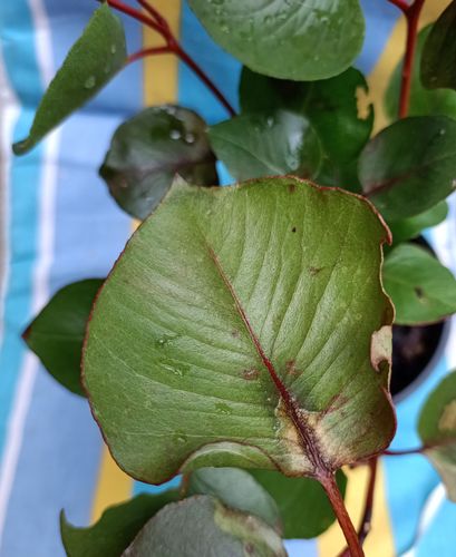 IMG_20220508_130704.jpg IMG_20220508_130704.jpg