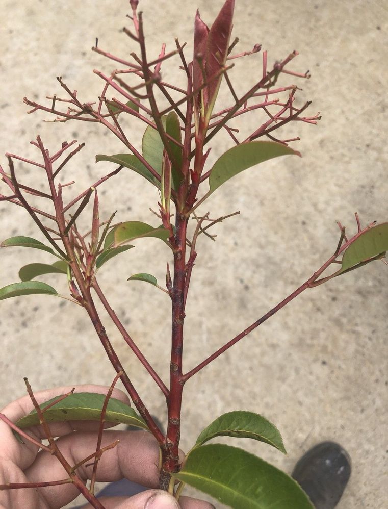 Red Robin 1.jpg Red Robin 1.jpg