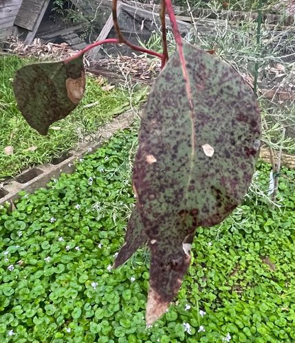 IMG_7800.jpeg IMG_7800.jpeg