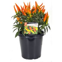 Chilli.jpg Chilli.jpg