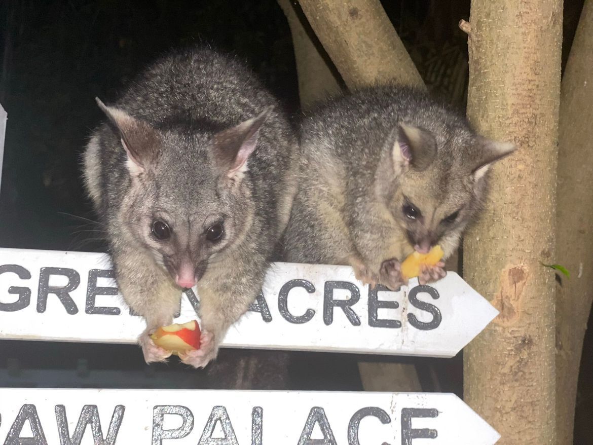 possums.JPEG possums.JPEG
