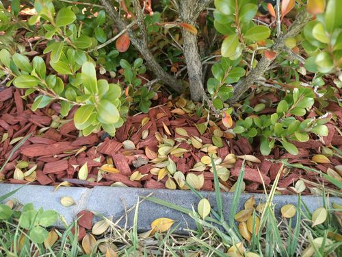 IMG20211026172534.jpg IMG20211026172534.jpg