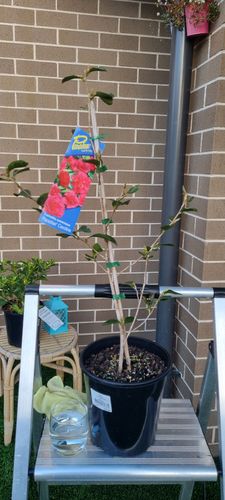 1000167801.jpg 1000167801.jpg