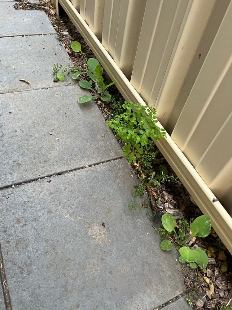 B234AD9D-DF7A-4DF7-90CE-48ABEB55E71E.jpeg B234AD9D-DF7A-4DF7-90CE-48ABEB55E71E.jpeg