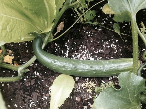 cucumbers.jpg cucumbers.jpg