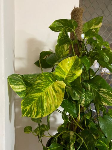 92D2416B-CAB1-4A4C-8190-B537E7F64330.jpeg 92D2416B-CAB1-4A4C-8190-B537E7F64330.jpeg