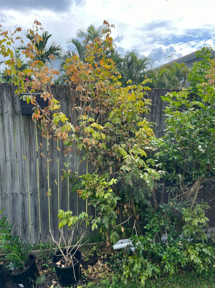 IMG_4303.JPEG IMG_4303.JPEG