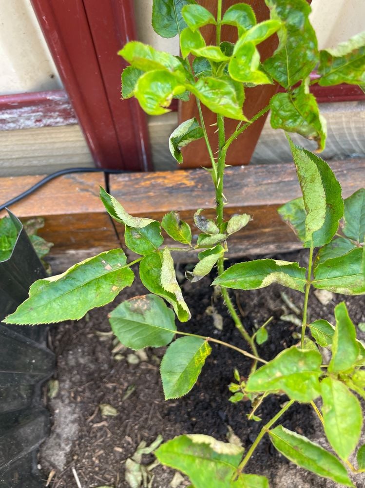 IMG_9118.jpg IMG_9118.jpg