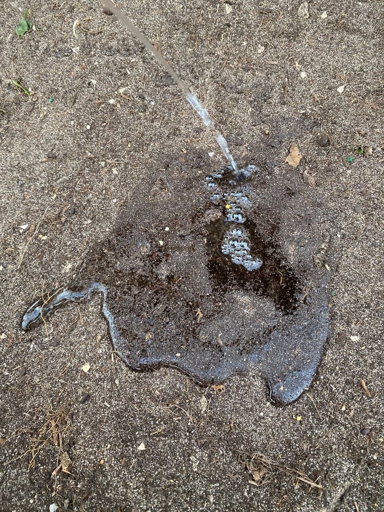 IMG_0733.jpeg IMG_0733.jpeg