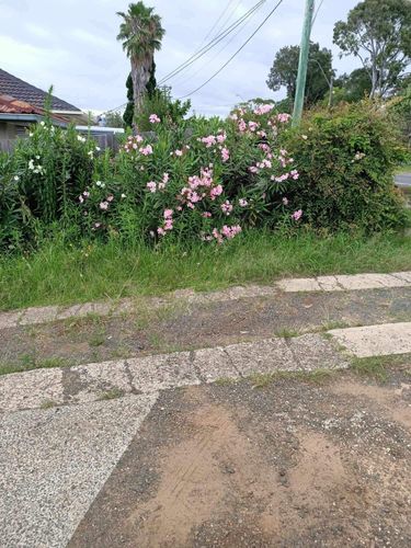 IMG_0090.jpeg IMG_0090.jpeg